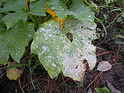 Powdery mildew, a Biotrophic Fungus